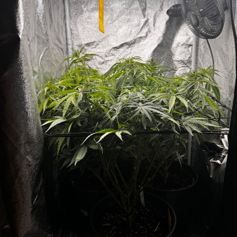 Haze Berry growlog timeline photo