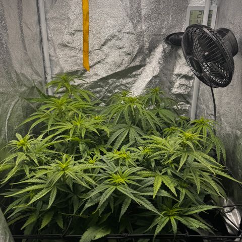 Haze Berry growlog timeline photo