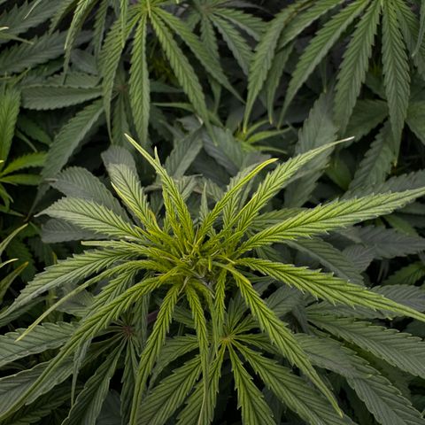 Critical Mass growlog timeline photo