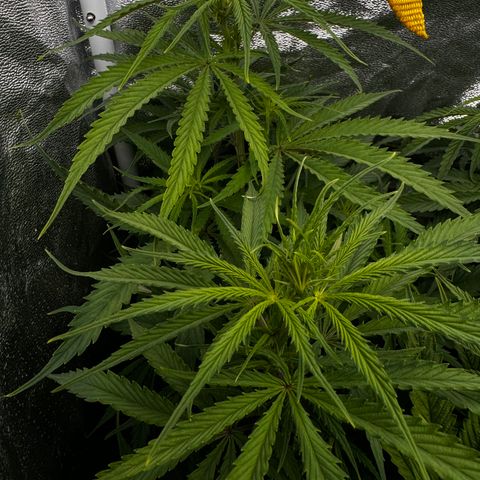 Rosy  growlog timeline photo