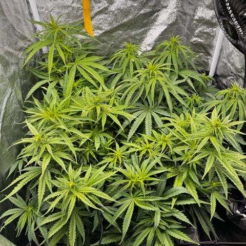 Haze Berry growlog timeline photo