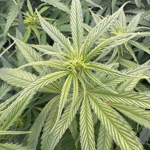 Haze Berry growlog timeline photo
