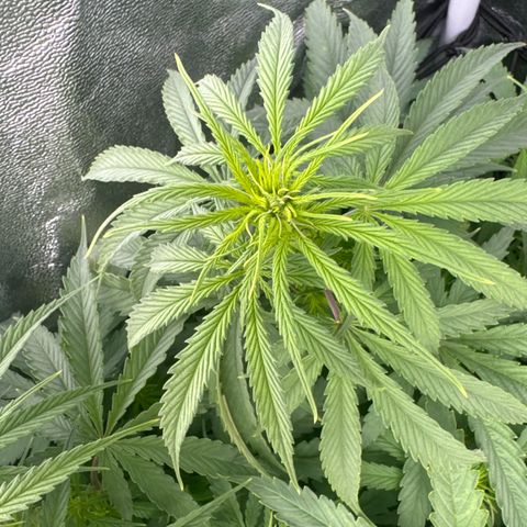 Critical Mass growlog timeline photo