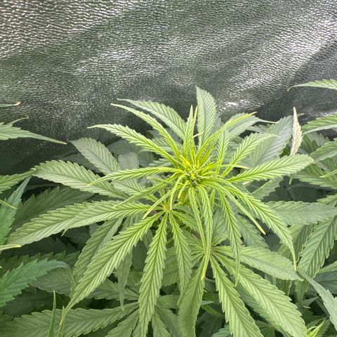 Rosy  growlog timeline photo