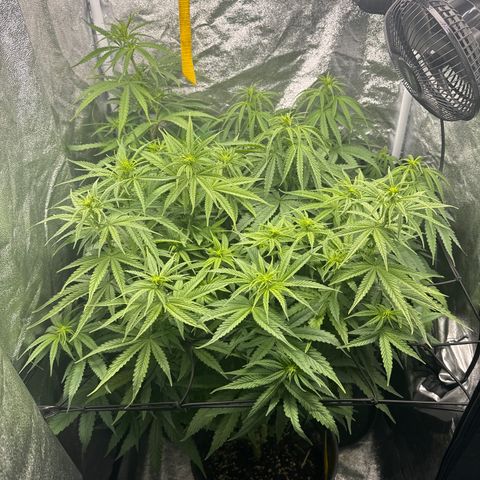 Haze Berry growlog timeline photo