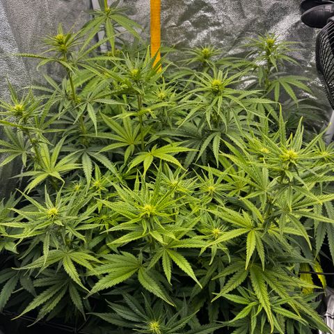 Haze Berry growlog photo: Die Blüten nehmen langsam an Maße zu 