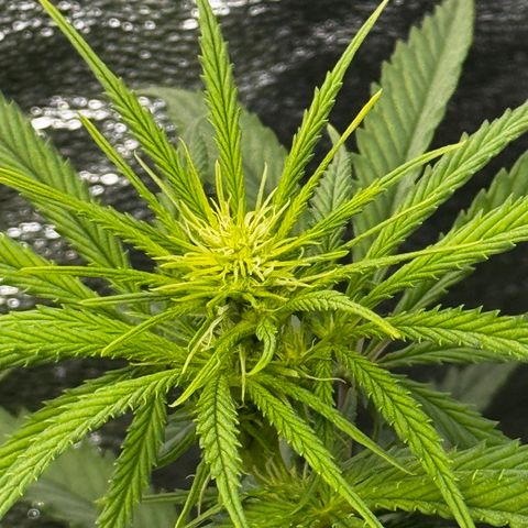 Haze Berry growlog photo: Die Blüten nehmen langsam an Maße zu 