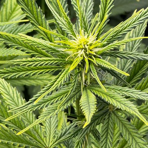Haze Berry growlog photo: Die Blüten nehmen langsam an Maße zu 