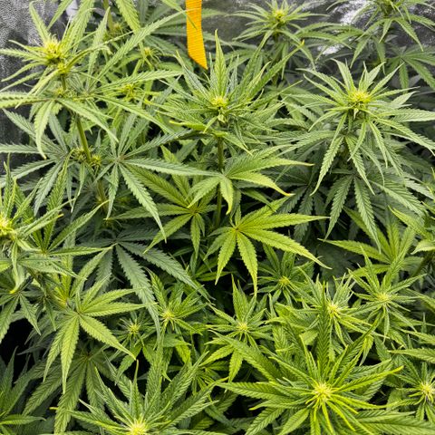 Haze Berry growlog photo: Die Blüten nehmen langsam an Maße zu 