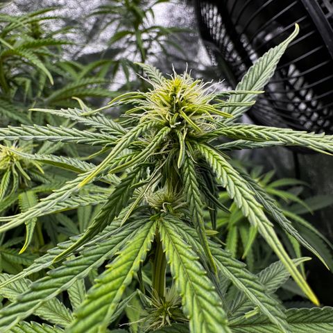 Haze Berry growlog timeline photo