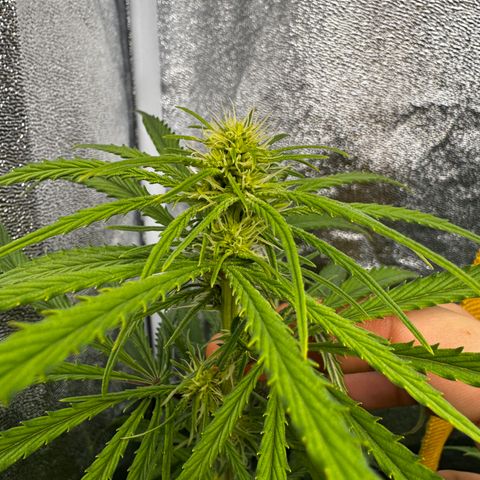 Rosy  growlog timeline photo