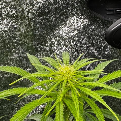 Critical Mass growlog timeline photo