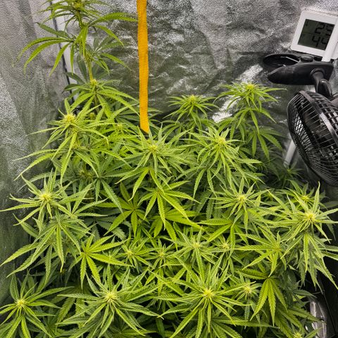Haze Berry growlog timeline photo