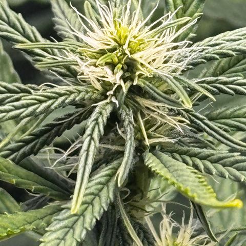 Haze Berry growlog timeline photo