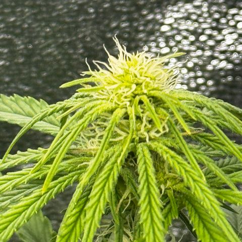 Critical Mass growlog timeline photo