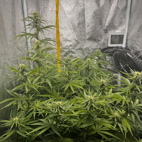 Haze Berry growlog timeline photo