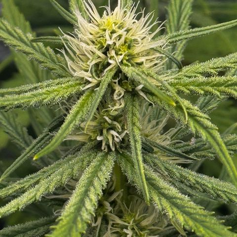 Rosy  growlog timeline photo
