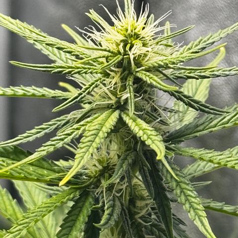 Haze Berry growlog timeline photo