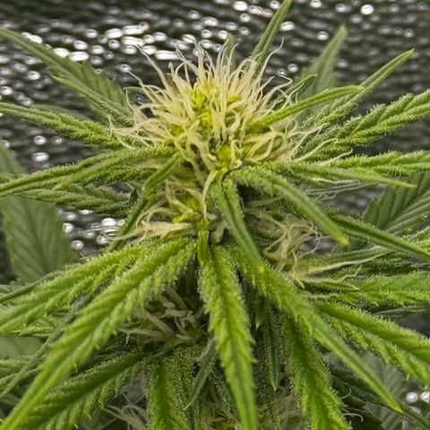 Critical Mass growlog timeline photo