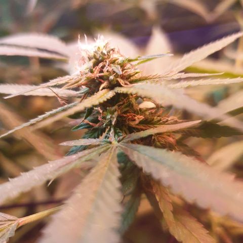 Florence Nightinggale growlog timeline photo