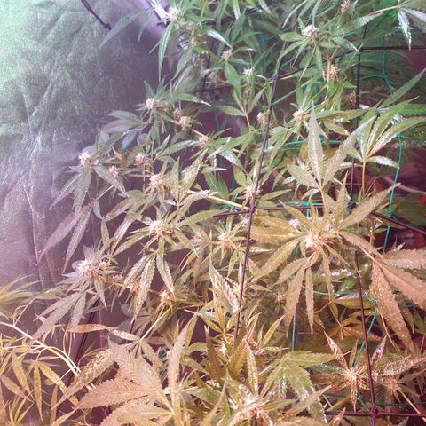 Florence Nightinggale growlog photo: After Defoliation