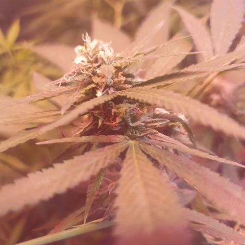 Florence Nightinggale growlog timeline photo