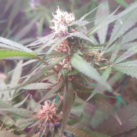 Florence Nightinggale growlog timeline photo