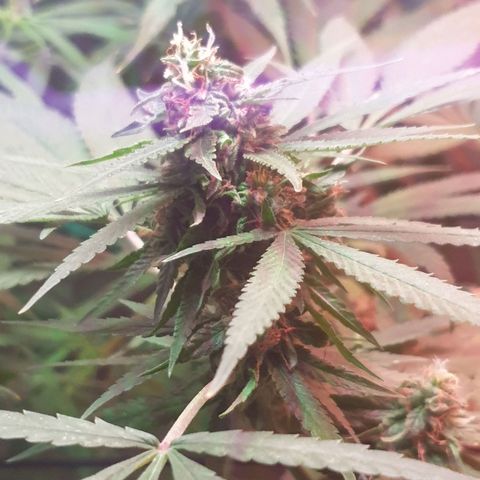 Florence Nightinggale growlog timeline photo