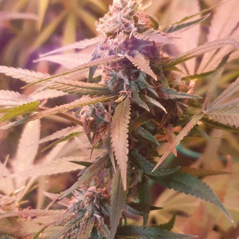Florence Nightinggale growlog timeline photo