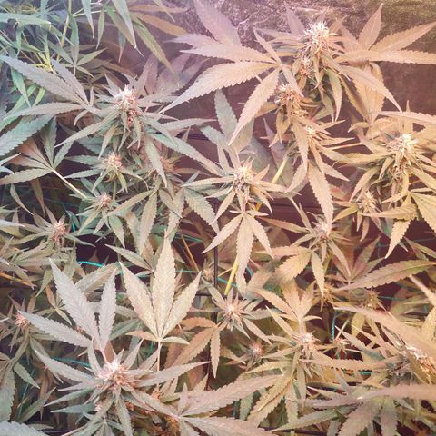 Florence Nightinggale growlog timeline photo