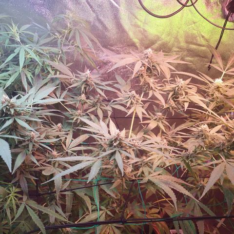 Florence Nightinggale growlog timeline photo