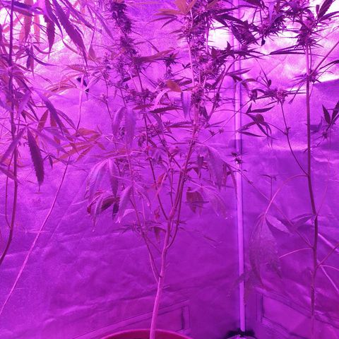 Florence Nightinggale growlog timeline photo
