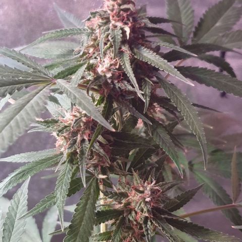 Florence Nightinggale growlog timeline photo