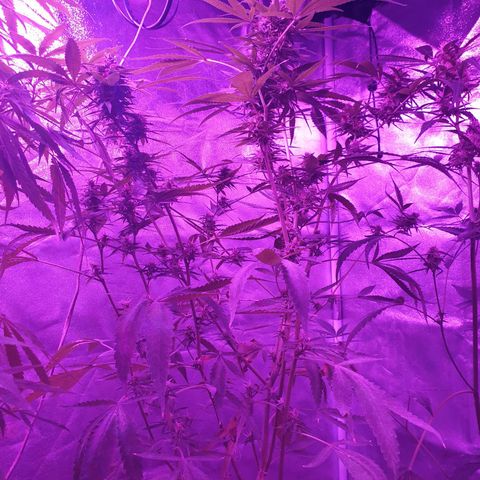 Florence Nightinggale growlog timeline photo