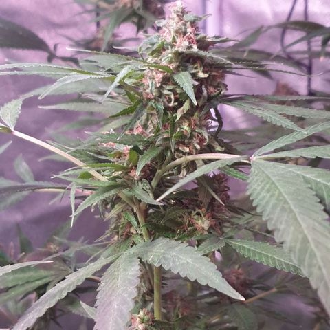 Florence Nightinggale growlog timeline photo