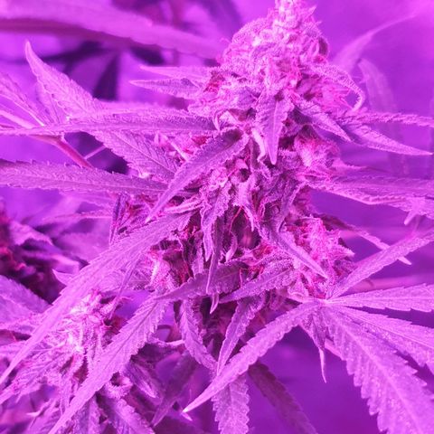 Florence Nightinggale growlog timeline photo