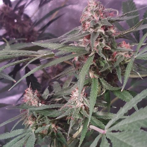 Florence Nightinggale growlog timeline photo
