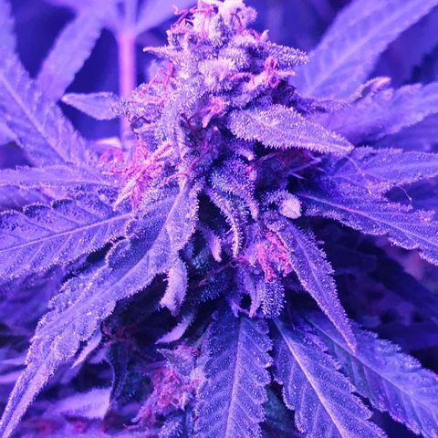 Florence Nightinggale growlog timeline photo