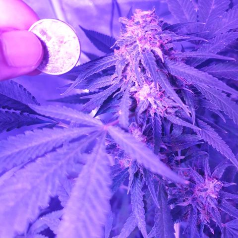 Florence Nightinggale growlog timeline photo