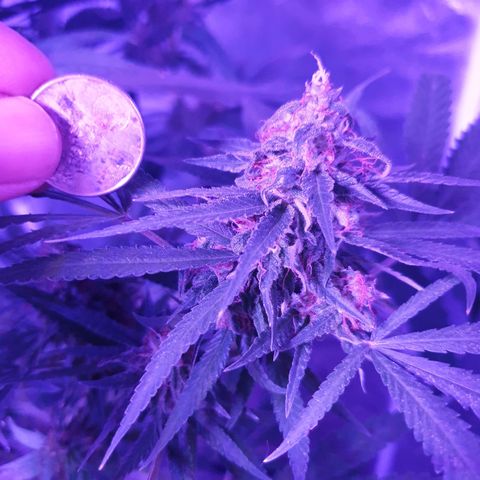 Florence Nightinggale growlog timeline photo