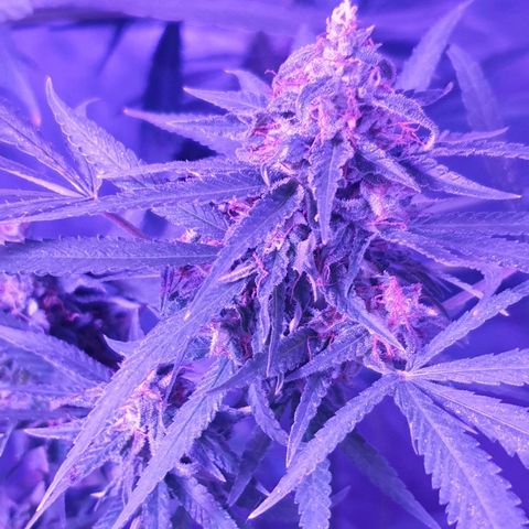 Florence Nightinggale growlog timeline photo