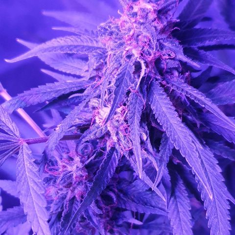 Florence Nightinggale growlog timeline photo