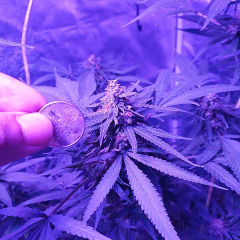 Florence Nightinggale growlog timeline photo