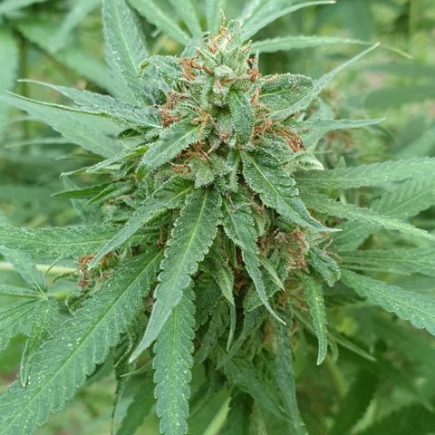 Florence Nightinggale growlog photo: 1st batch 
Trichomes=10% amber. All pistils are closed.23 grams wet weight
