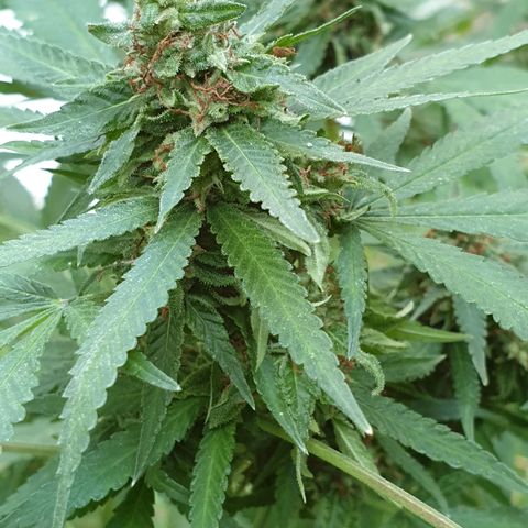 Florence Nightinggale growlog photo: 1st batch 
Trichomes=10% amber. All pistils are closed.23 grams wet weight
