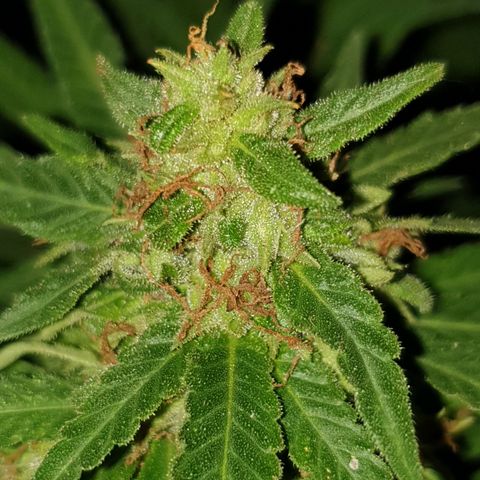 Florence Nightinggale growlog photo: 1st batch 
Trichomes=10% amber. All pistils are closed.23 grams wet weight

