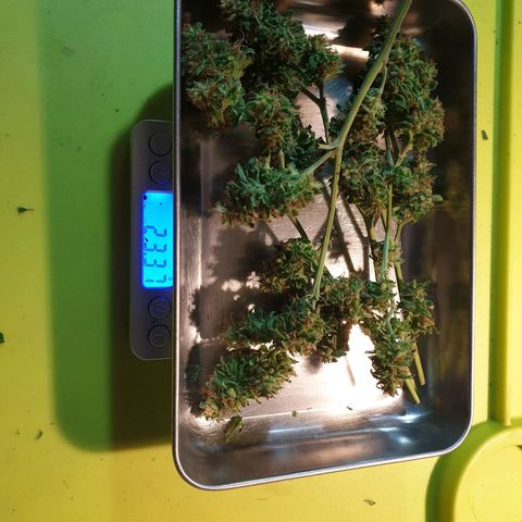 Florence Nightinggale growlog photo: 1st batch 
Trichomes=10% amber. All pistils are closed.23 grams wet weight
