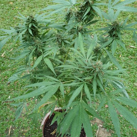 Florence Nightinggale growlog photo: 1st batch 
Trichomes=10% amber. All pistils are closed.23 grams wet weight

