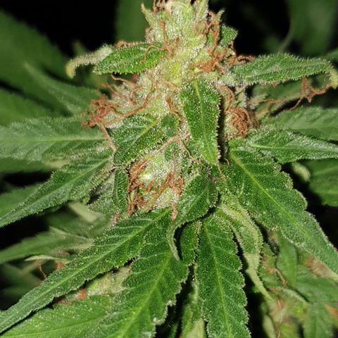 Florence Nightinggale growlog photo: 1st batch 
Trichomes=10% amber. All pistils are closed.23 grams wet weight
