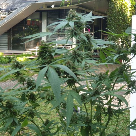 Florence Nightinggale growlog photo: 1st batch 
Trichomes=10% amber. All pistils are closed.23 grams wet weight
